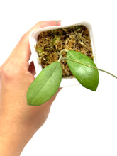 Load image into Gallery viewer, Hoya Erythrostemma Silver