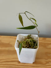 Load image into Gallery viewer, 33. Hoya Leucantha
