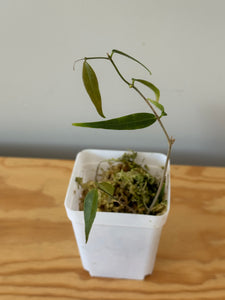 33. Hoya Leucantha