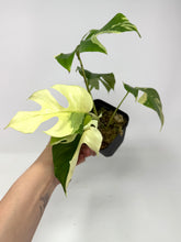 Load image into Gallery viewer, Rhaphidophora Tetrasperma Variegated
