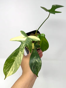 Philodendron Florida Beauty B