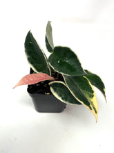 Load image into Gallery viewer, Hoya Carnosa &#39;Krimson Queen&#39;