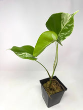 Load image into Gallery viewer, Monstera Deliciosa Albo Variegated A