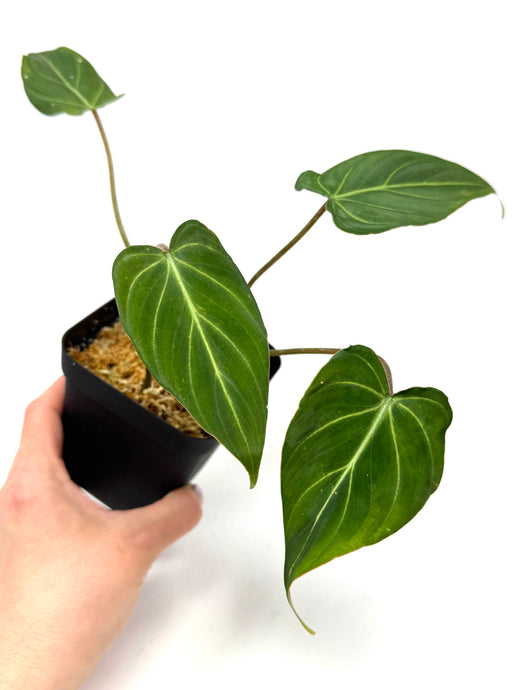 Philodendron Gloriosum