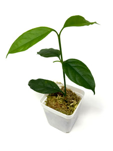 Hoya Decipulae