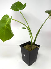 Load image into Gallery viewer, Monstera Deliciosa Albo Variegated G