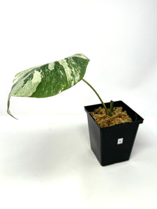 Monstera Deliciosa Albo Variegated N