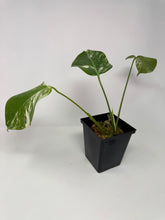 Load image into Gallery viewer, Monstera Deliciosa Albo Variegated M