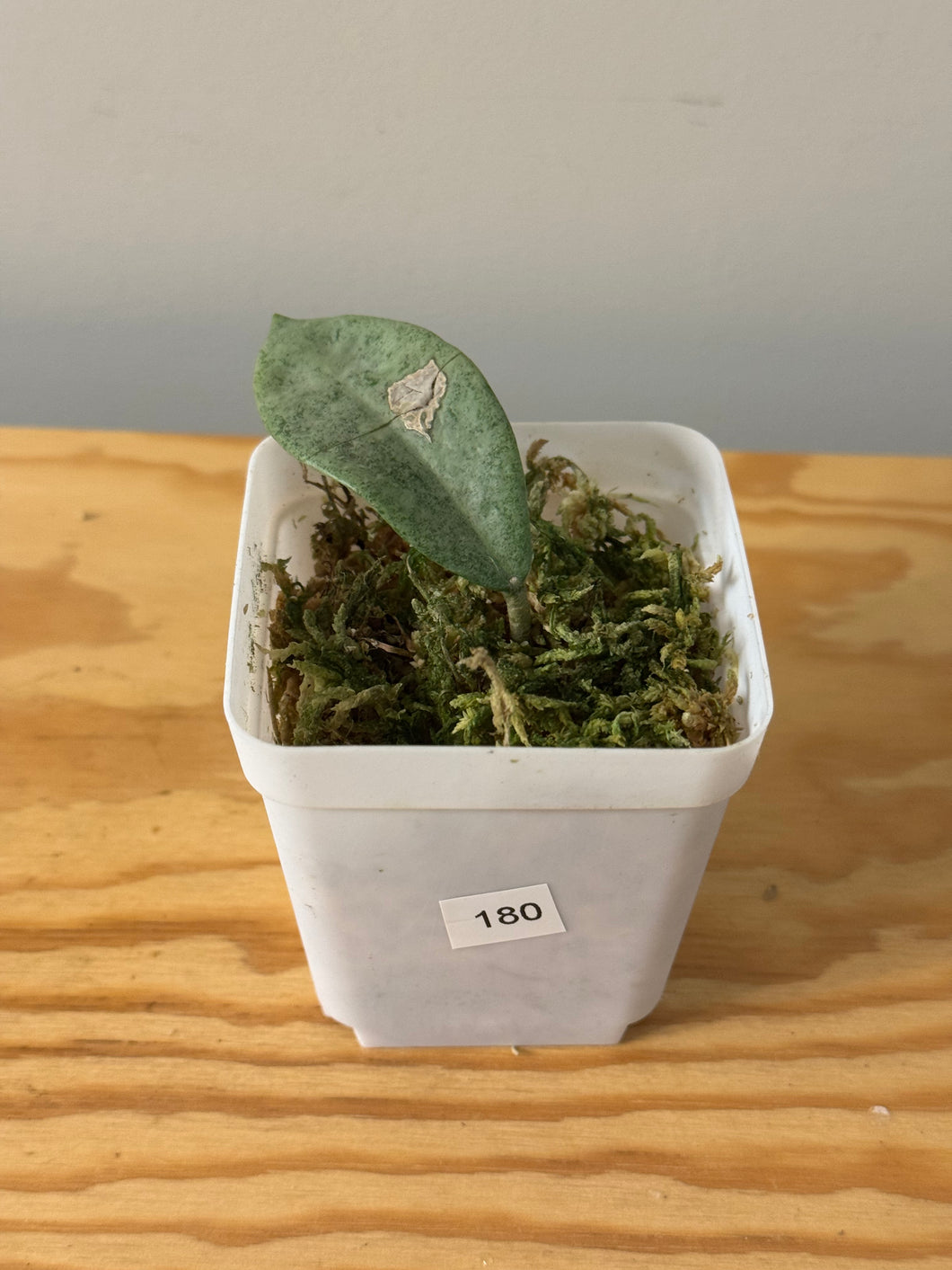 180. Hoya Carnosa Nova Ghost