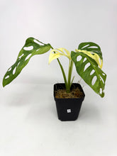 Load image into Gallery viewer, Monstera Adansonii Variegated B
