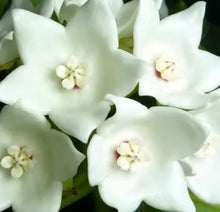 Load image into Gallery viewer, Hoya Magnifica