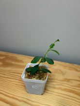Load image into Gallery viewer, 113. Hoya Nummularioides Silver
