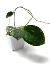 Load image into Gallery viewer, Hoya Glabra Silver B