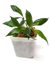 Load image into Gallery viewer, Hoya Bakoensis