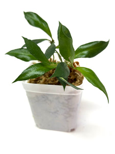 Hoya Bakoensis