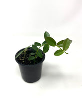 Load image into Gallery viewer, Hoya Densifolia