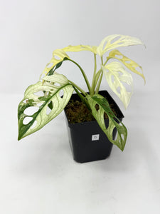 Monstera Adansonii Albo Variegated D