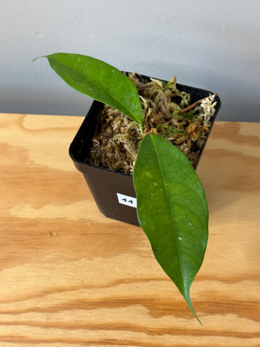 44. Hoya Coriacea Silver