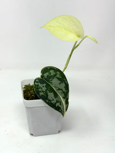 Scindapsus Mayari Variegated A