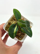 Load image into Gallery viewer, Hoya Carnosa Brazil