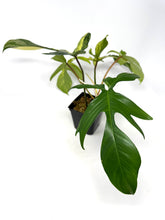 Load image into Gallery viewer, Philodendron Florida Beauty B