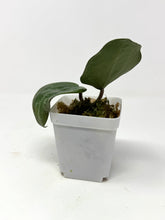 Load image into Gallery viewer, Hoya Glabra Silver