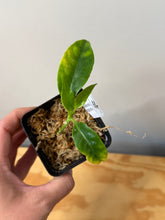 Load image into Gallery viewer, 86. Hoya Multiflora White Margins Variegated