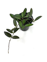 Load image into Gallery viewer, Hoya Rosita