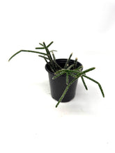 Load image into Gallery viewer, Rhipsalis Pilocarpa