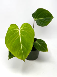 Philodendron Gloriosum