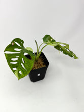 Load image into Gallery viewer, Monstera Adansonii Variegated F