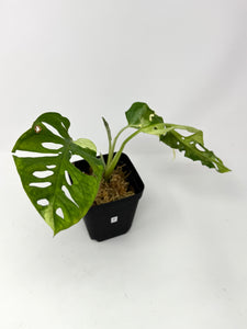 Monstera Adansonii Variegated F