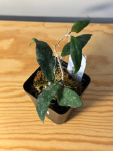 Load image into Gallery viewer, 287. Hoya Flagellata Splash