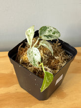 Load image into Gallery viewer, 164. Epipremnum Marble Variegated