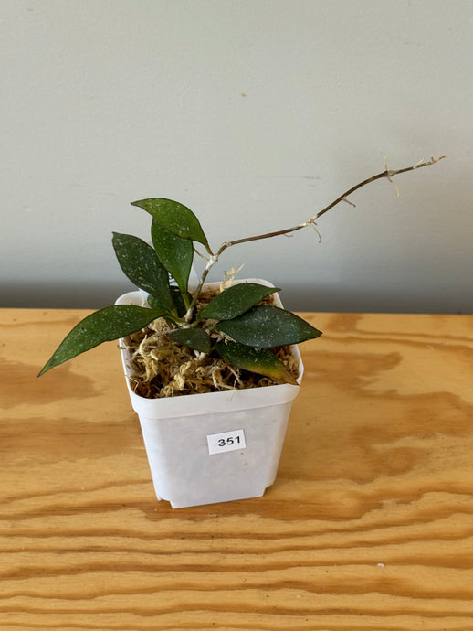 351. Hoya Parviflora Splash