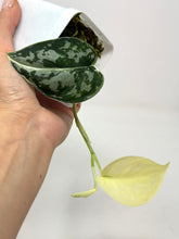 Load image into Gallery viewer, Scindapsus Mayari Variegated A
