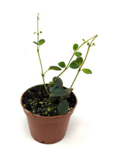 Load image into Gallery viewer, Codonanthe Devosiana 'Paula'