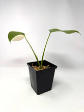 Load image into Gallery viewer, Monstera Deliciosa Albo Variegated B