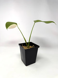 Monstera Deliciosa Albo Variegated B