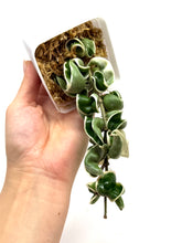 Load image into Gallery viewer, Hoya Carnosa Compacta Albo Variegated Large