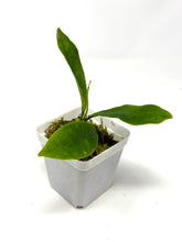 Load image into Gallery viewer, Hoya Darwinii Pink