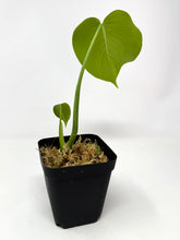 Load image into Gallery viewer, Monstera Deliciosa Aurea Variegated B