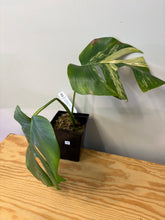 Load image into Gallery viewer, 158. Monstera Deliciosa Aurea Variegated