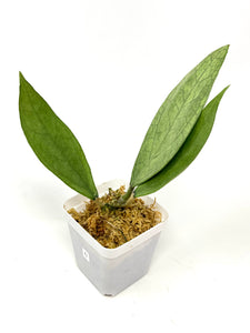 Hoya Germany Silver C
