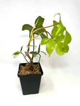 Load image into Gallery viewer, Philodendron Florida Beauty K