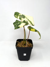 Load image into Gallery viewer, Philodendron Gloriosum Variegated E