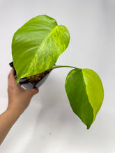 Load image into Gallery viewer, Monstera Deliciosa Aurea Variegated