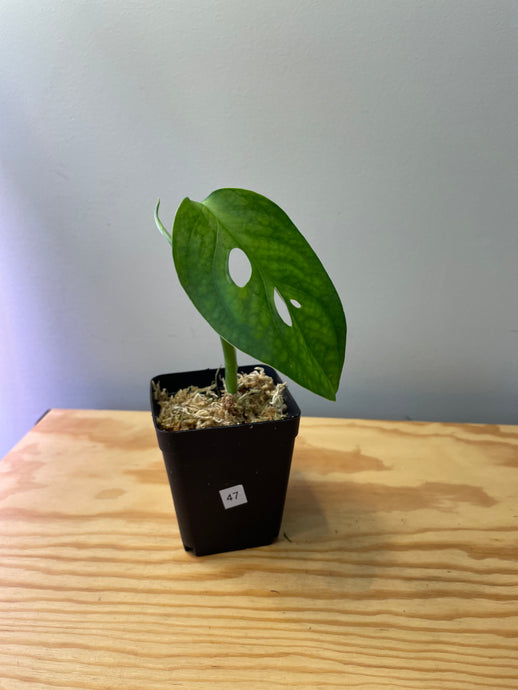47. Monstera Esqueleto (juvenile)