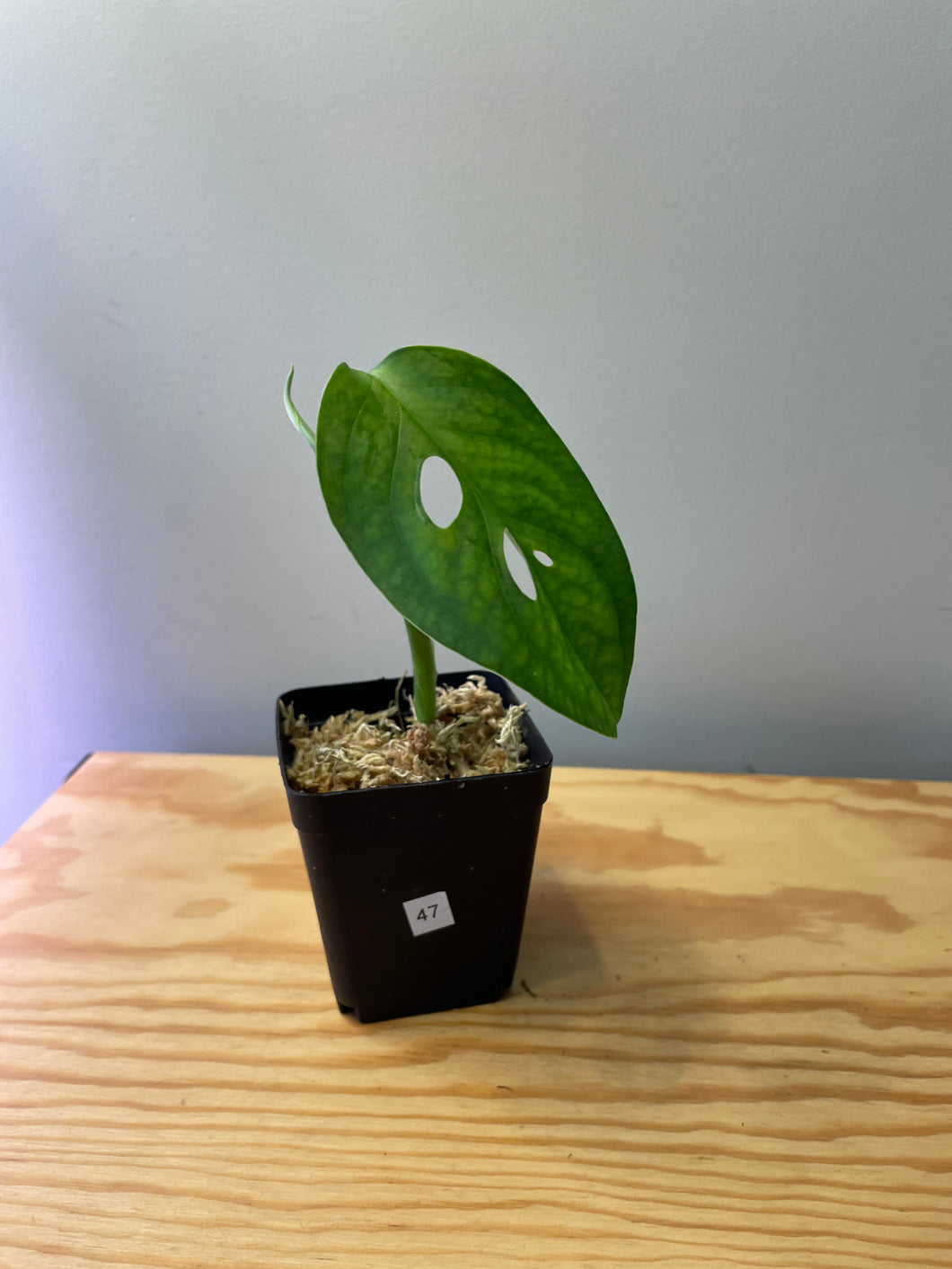 47. Monstera Esqueleto (juvenile)