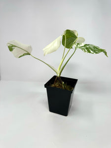 Monstera Deliciosa Albo Variegated E